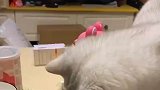 小猫咪知道外面的生活不好过