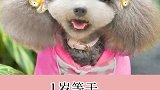 狗狗狗年龄换算，看看你家狗几岁