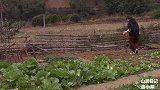 女子不回家过年，独居山林，小狗为伴，美食为伍，柴火铁锅炖老鸭