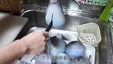 海豚故意撞击河豚，将其当成“玩具”，原来另有目的！