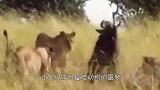 角马被狮子一招锁喉，狮子本打算吃肉，下一秒狮子付出惨重代价