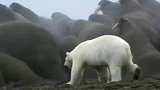 北极熊捕食海象，海象：以一对一群，大佬就是大佬！