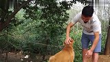 二哥带自家大黄狗去赶山，竟然喂草给狗吃，这是发生了什么