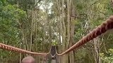 猴子硬核过桥：劳驾麻烦借过一下！还知道收一下脚，挺讲究！