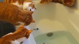 猫咪洗澡太难，铲屎官在浴缸里放了条鱼后，接下来千万憋住别笑