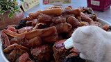 猫王：今天做了9道菜，你们最喜欢哪一道？年夜饭 会做饭的猫