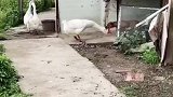 大鹅骚扰小狗，狗妈妈把大鹅赶走