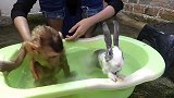 小猴子跟小兔子一同洗澡，小兔子乖巧可爱