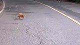 网友拍到一只超有趣的小猫，走起路来摇头晃脑！