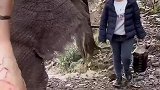 猪腿换一桶油，谁最划算？