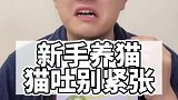 新手养猫，猫吐都有啥意思？