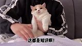 猫咪你这二傻子不要太过分了！