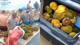 广西一运榴莲货船侧翻,村民蜂拥而至下海哄抢 吃后出现食物中毒