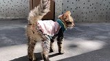 带救活的奶猫回原籍报平安，母猫看到久违的孩子激动落泪