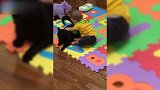 黑猫和宝宝坐在地毯上，宝宝竟然直接趴在黑猫身上，调皮！