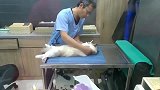 猫咪做绝育手术，狸花猫：老哥，弄这玩意疼不疼