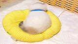 因为小猫咪不会讲话，所以老天给了他们灵动的尾巴来表达情绪
