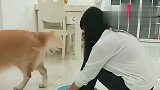 女主人洗脚，金毛看见后帮女主人拿来拖鞋，这狗成精了
