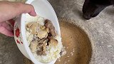 狗狗出生第18天，开眼了很可爱