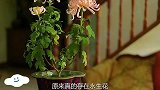 原来真的存在永生花，历经几百年而不凋零，一盆价值高达几十万