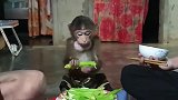 边吃边扔的小猴子被主人教训：不可以浪费粮食