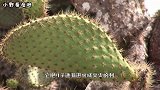 骆驼大口吃仙人掌，就不怕扎着嘴？骆驼：都是小意思