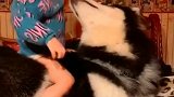 狗子：熊孩子你别太过分了，不然我咬你！