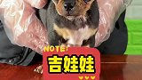 你们有没有发现，吉娃娃看久了以后反而会觉得很萌？