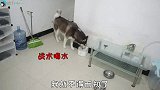二哈把凉席拆了，主人把它关禁闭，并看着自己吃鸡腿！