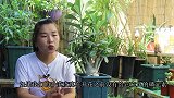 沙漠玫瑰开花前，这种肥要喂足，更容易生长开花