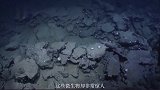 海底2.5万米处出现庞大生态系统，存在大量不怕高温的生物