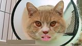 猫咪绝育后，不再快乐！唱个欧若拉实在太烧嘴！