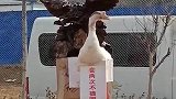 男子在路边套大鹅，谁知大鹅不断走位看呆男子，它是这里的大股东