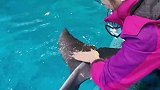 抖到蓬莱八仙过海 给海豚宝宝体检啦