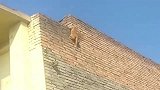 橘猫：这才是真正的攀岩，连安全带都不用，太厉害了