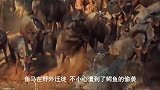 鳄鱼河边偷袭角马，遭到河马阻拦，河马抢夺失败，角马趁乱逃跑！