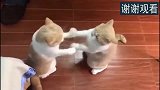 橘猫：你管这叫打架太极听过没
