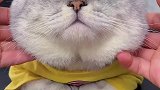 听猫猫的话，好好休息吧