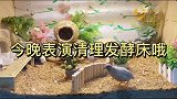 等会清理发酵床想看一下我怎么收拾