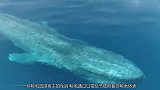 鲸鱼身上爬满了这种“虱子”，可达10万只，网友：吓着宝宝了！