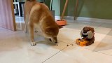 我把冻干放到了坏狗护食的玩具上面，你们来看看狗子们的反应吧！