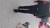 边牧boos训练一个周期，出来尝试一下无绳跟随