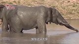 面对12只狮子的攻击，大象被迫使用绝招，狮子：什么操作！