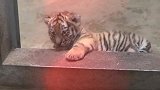 原来老虎小时候长这样，比猫咪还可爱，一点都不凶