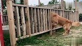 金毛想出去玩，被栅栏卡住，马犬赶紧去找主人帮忙，笑出八块腹肌