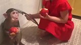 小萝莉吃着东西给猴子洗澡，场面一片滑稽