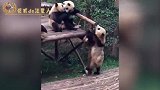 国宝熊猫也会被”霸凌“，还有没有人管了？