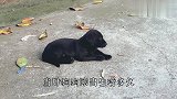 刚出生就被遗弃的“小黑狗”，路边遇到好心人，他的举动让人暖心