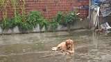 下雨天，金毛玩的真嗨呀