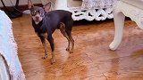 鹿犬被主人套路了